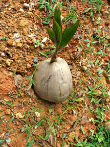 coconut growth