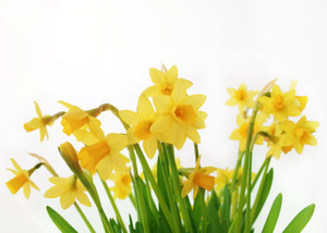 eastern daffodils 1