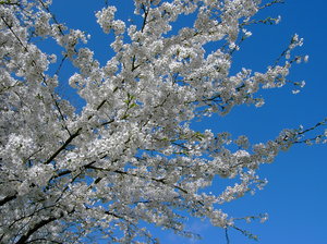 cherry tree in spring 2
