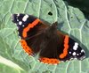 Butterfly on Cabbage Leaf