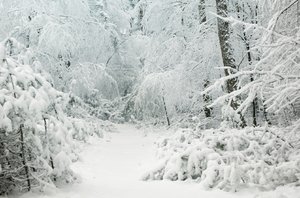 Winter wonderland: Snow covered forest path