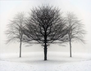 winter: misty winter trees