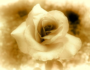 Sepia Rose 3