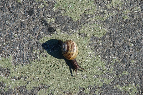 Street Snail 2