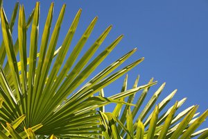 Fan palm fronds