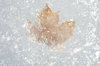 Icy Leaf