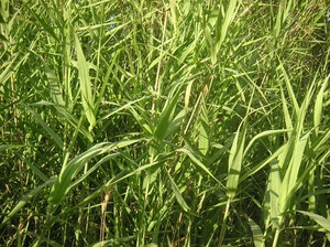 Marsh grass