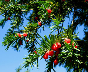 Red berries 1: Red yew berries (Taxus baccata)