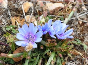 Blue flower (chicory)