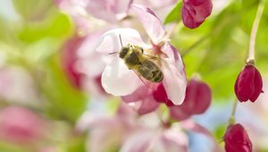 Bee in apple blossom: bee in appleblossoms