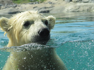 Vicks, baby polar bear.