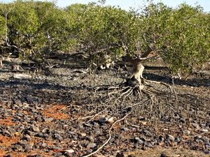 mangrove growth: tidal mangrove growth on edge of ocean waterline