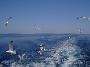 Sea and sea-gulls 1