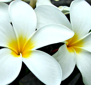 frangipani white1