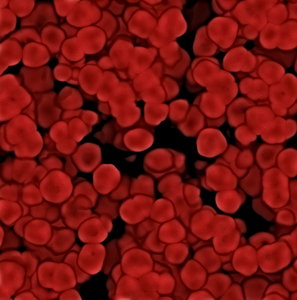 Red Blood Cells 1