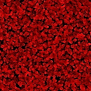 Red Blood Cells 3