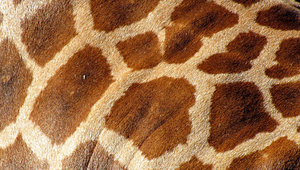 giraffe skin tones2