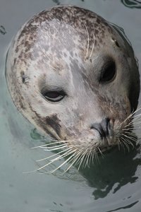 Seal portraits