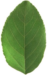 Apple Leaf
