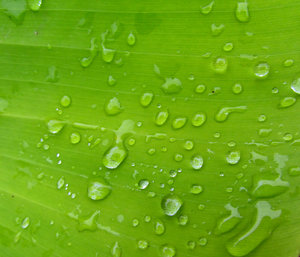greenleaf raindrops