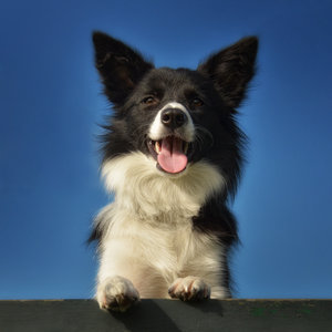 Border Collie: An upcomming champion