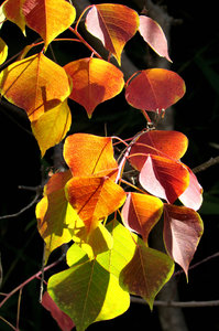 light & shadow autumn leaves1: sunlight shining through autumn leaves