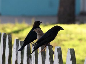 Friends of Birds