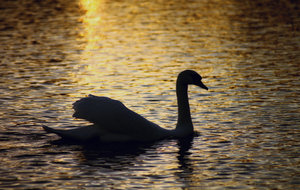 Swan Lake: Swan silhouetted on a lake at sunset