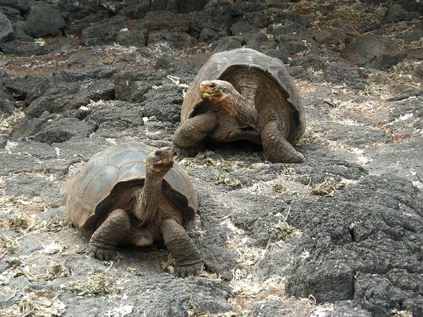 tortoises