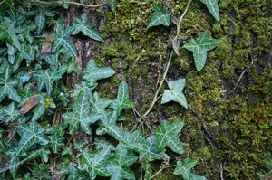 Moss, Ivy, and Tree Bark