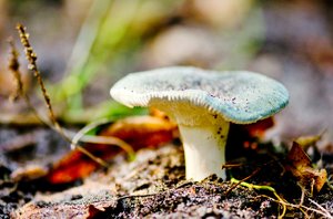 Mushroom: Mushroom on forest floor