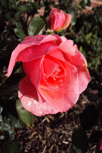 Rain drops on deep pink rose: A traditional English rose after a refreshing rainfall.