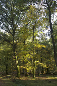 Autumn forest: Deciduous trees in the New Forest, Hampshire, England, in autumn.