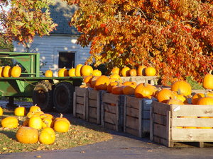 Pumpkins and Pumpkins: Pumpkins in crates on the farm in Ohio, under a sugar maple tree.