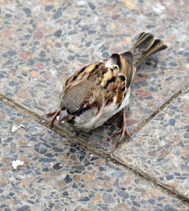 hungry sparrow: sparrow feeding on pavement breadcrumbs