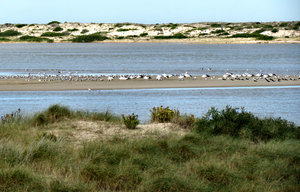 sandbar population
