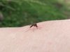 Mosquito Feeding