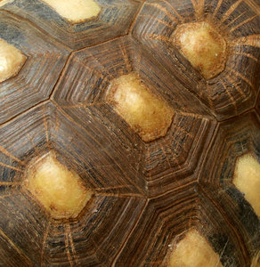 tortoise shell contours3