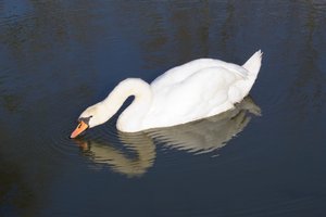 Swan drinking