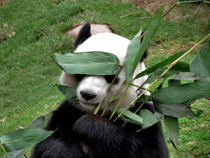 panda snack time4