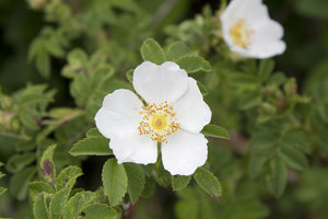 Wild white rose