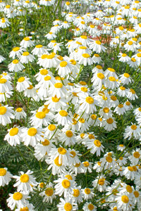 Big white daisies: Daisies in a garden in Sussex, England.