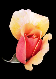 Pink Rosebud on black: Pink Rosebud with golden hues coming into flower