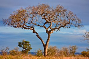 Kruger Park Scenery - HDR
