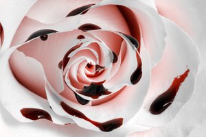 Blood Rose Macro - HDR