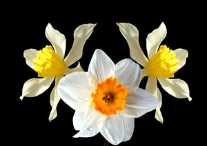 Easter daffodils: Daffodils basking in Spring sunlight