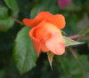 closeup of wet rose