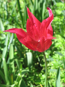 red tulip: none