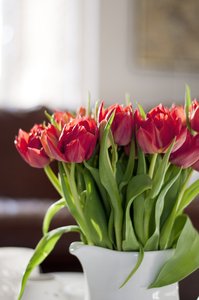 Red Tulips: Stunning red tulips in the living room