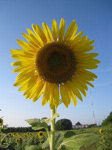 Sunflowers in Thailand 1